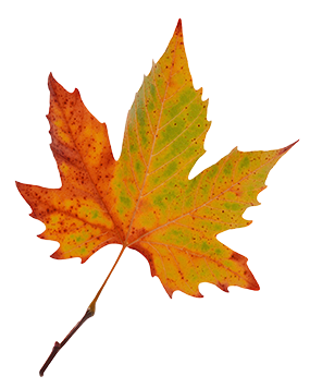 maple leaf image